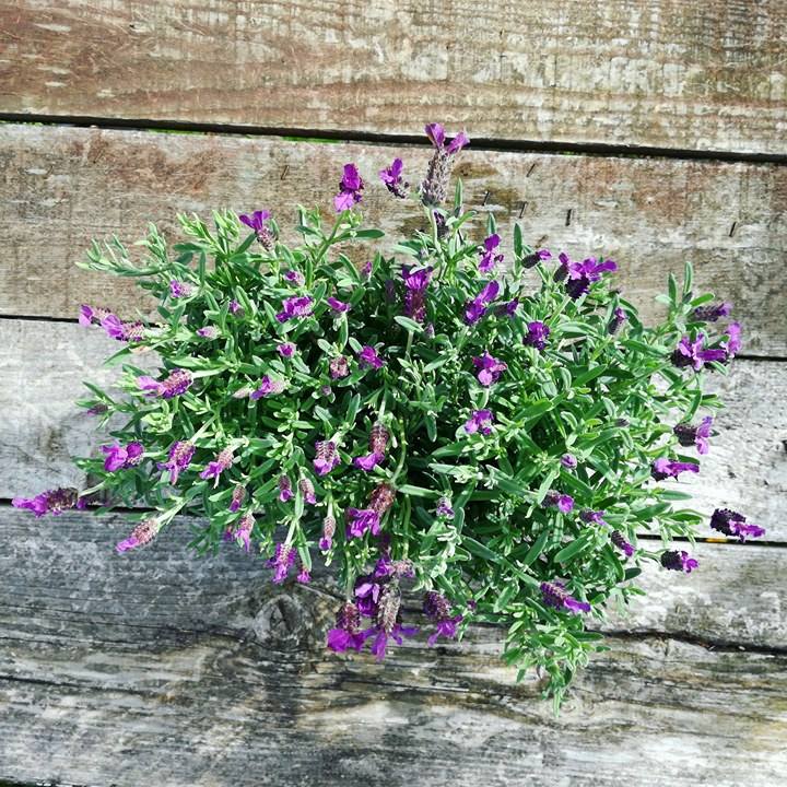 18197265_10212738880051330_1838913973_n