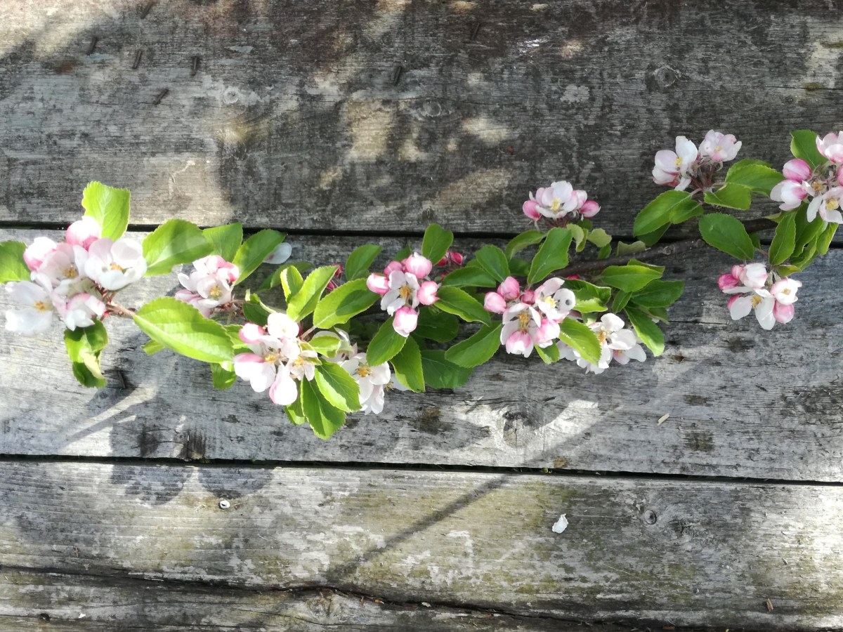 NEW YEARS RESOLUTIONS!