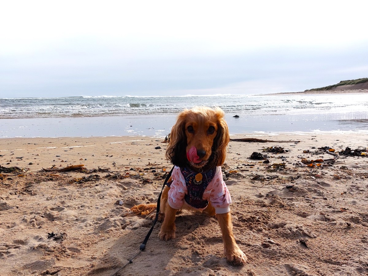 A FAMILY DAY IN ALNMOUTH &&nbsp;ALNWICK