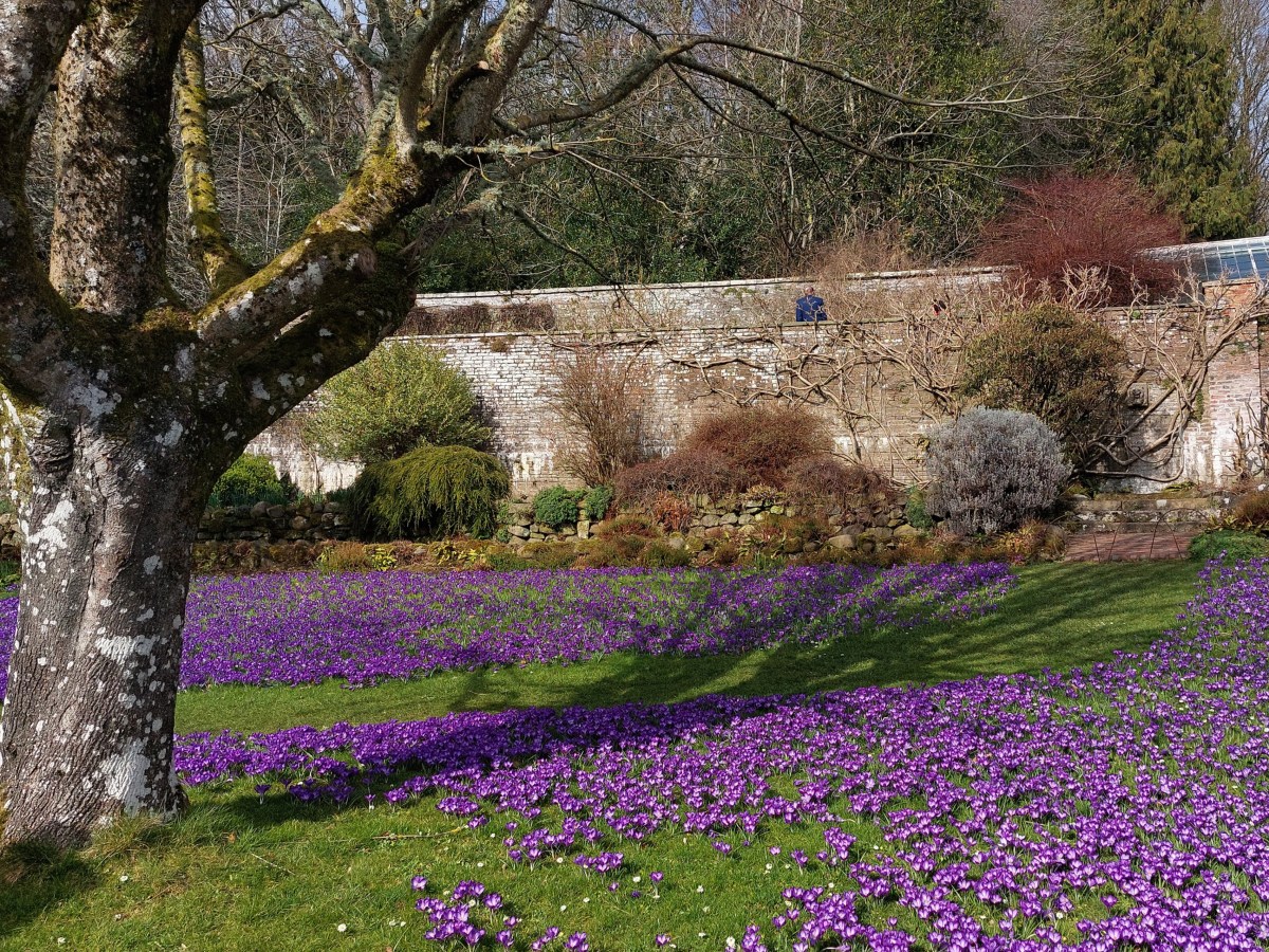 A TRIP TO WALLINGTON’S CROCUS LAWN –&nbsp;NT